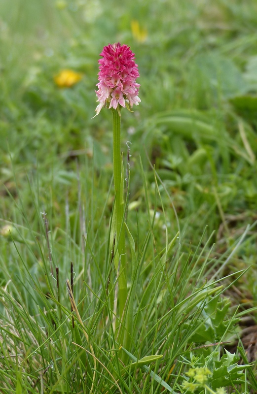 Nigritella cenisia e Nigritella rhellicani  Savoia francese   luglio 2023.